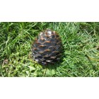 Container, Special, Conul de brad